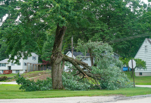 Best Tree Mulching  in Crooks, SD