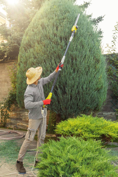 Best Tree Removal  in Crooks, SD